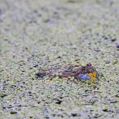 Fire-bellied Toad In The Biebrza Wild Poland Tomasz Jezierczuk