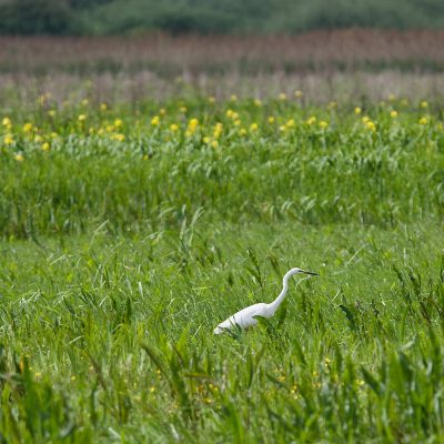 Great White Egret In The Biebrza Wild Poland Tomasz Jezierczuk - 01