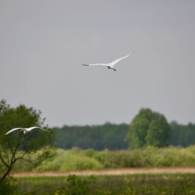 Great White Egret In The Biebrza Wild Poland Tomasz Jezierczuk - 02