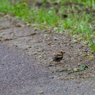 Hawfinch In The Białowieża Forest Wild Poland Tomasz Jezierczuk