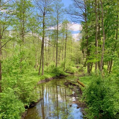 Łutownia River In The Białowieża Forest Tomasz Jezierczuk