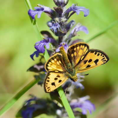 Northern Chequered Skipper In The Białowieża Forest Wild Poland Tomasz Jezierczuk