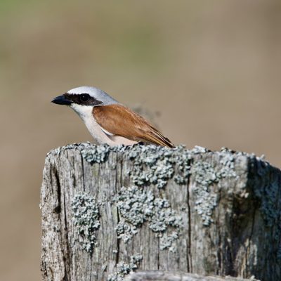 Red-backed Shrike In The Białowieża Forest Wild Poland Tomasz Jezierczuk