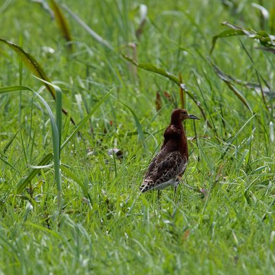 Ruff In The Biebrza Wild Poland Tomasz Jezierczuk