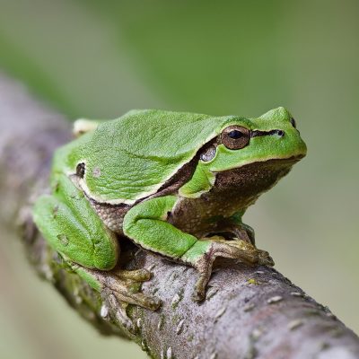 Tree Frog In The Biebrza Wild Poland Tomasz Jezierczuk