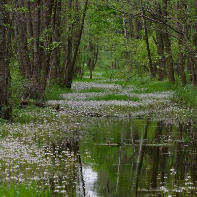 Water Violets In The Biebrza Wild Poland Tomasz Jezierczuk - 01