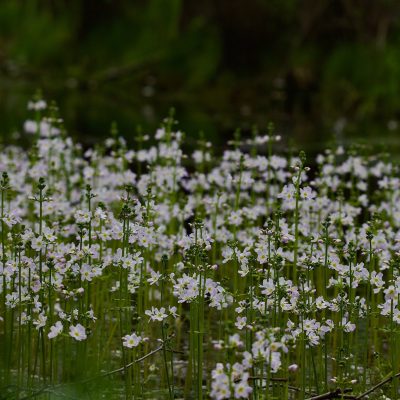 Water Violets In The Biebrza Wild Poland Tomasz Jezierczuk - 03