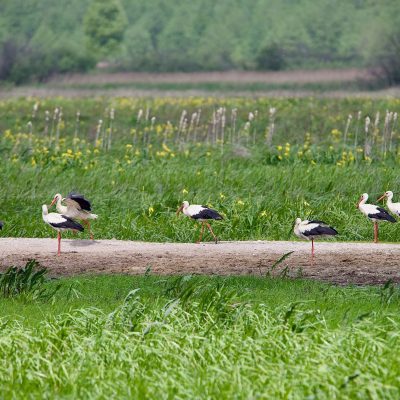 White Storks In The Biebrza Wild Poland Tomasz Jezierczuk