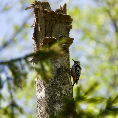 White-backed Woodpecker In The Białowieża Forest Wild Poland Tomasz Jezierczuk