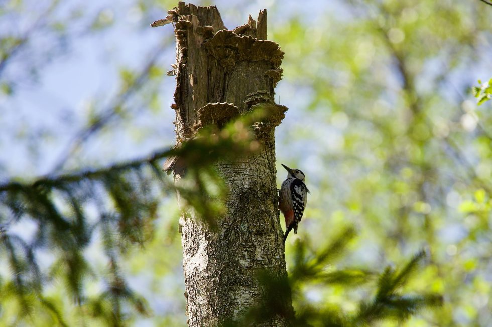 White-backed Woodpecker In The Białowieża Forest Wild Poland Tomasz Jezierczuk