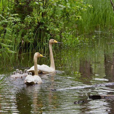 Whooper Swans In The Białowieża Forest Wild PolandTomasz Jezierczuk