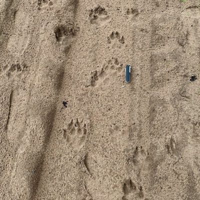 Wolf Footprints In The Biebrza Wild Poland Tomasz Jezierczuk