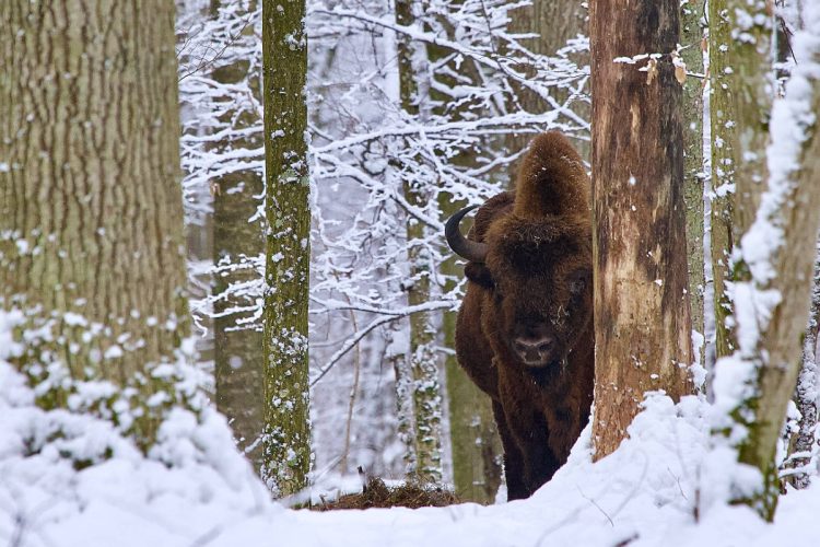 Bison In The Białowieża Forest In Winter