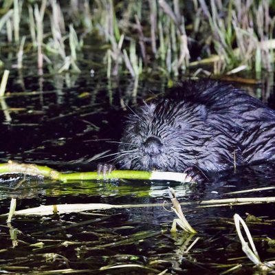 One Of Several European Beavers Seen On The Wild Poland Big Five Mammals Festival, March 2025