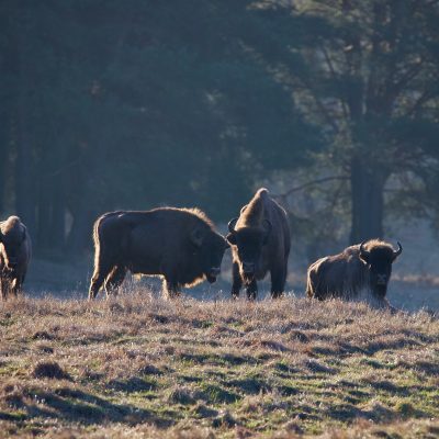 European Bison In The Białowieża Forest, Wild Poland Big Five Mammals Festival, March 2025