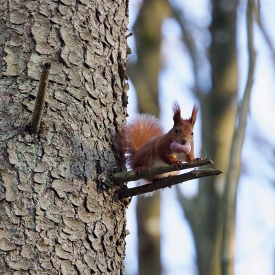 Red Squirrel Carrying Young In The Białowieża Forest. Wild Poland Big Five Mammals Festival, March 2025