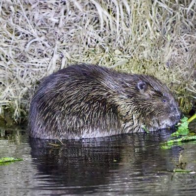 One Of Several European Beavers Seen On The Wild Poland Big Five Mammals Festival, March 2025