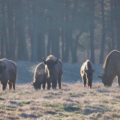 European Bison In The Białowieża Forest, Wild Poland Big Five Mammals Festival, March 2025