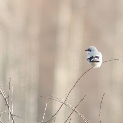 Great Grey Shrike In The Białowieża Forest, Wild Poland Big Five Mammals Festival, March 2025 - Photo By Jean-Luc Bodson