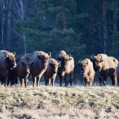European Bison In The Białowieża Forest, Wild Poland Big Five Mammals Festival, March 2025