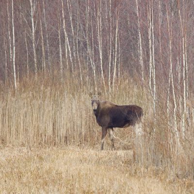 One Of Several Elk (Moose) Seen On The Wild Poland Big Five Mammals Festival, March 2025