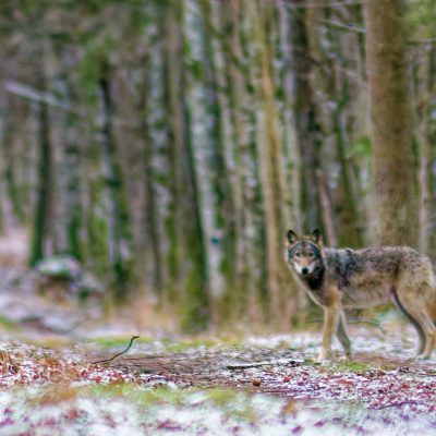 Wolf Seen On Wild Poland Big Five Mammals Festival In The Białowieża Forest, March 2025 - Photo By Jean-Luc Bodson