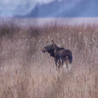 One Of Several Elk (Moose) Seen On The Wild Poland Big Five Mammals Festival, March 2025