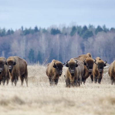 European Bison In The Białowieża Forest, Wild Poland Big Five Mammals Festival, March 2025