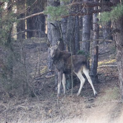 One Of Several Elk (Moose) Seen On The Wild Poland Big Five Mammals Festival, March 2025