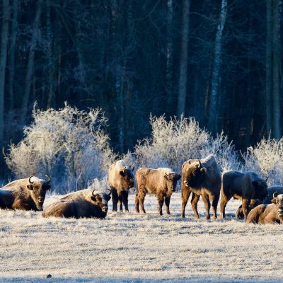 European Bison In The Białowieża Forest, Wild Poland Big Five Mammals Festival, March 2025