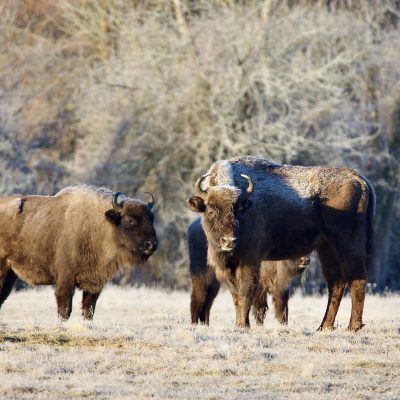 European Bison In The Białowieża Forest, Wild Poland Big Five Mammals Festival, March 2025