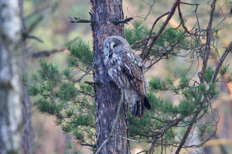 Great Grey Owl In The Polesie National Park