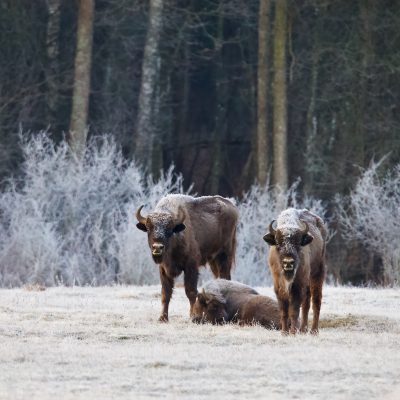 European Bison In The Białowieża Forest, Wild Poland Big Five Mammals Festival, March 2025