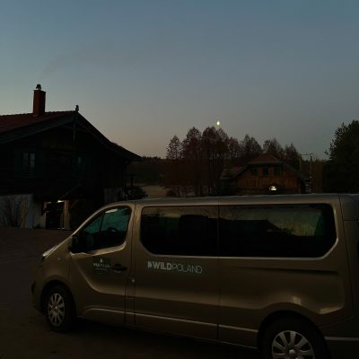 At Dawn Before Setting Off - Wild Poland Big Five Mammals Festival In The Białowieża Forest, March 2025