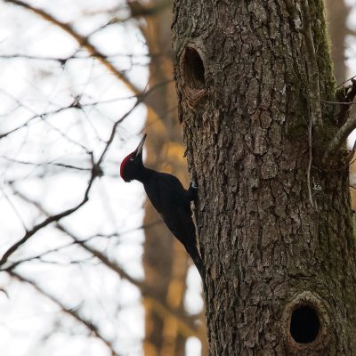 Black Woodpecker - Wild Poland Big Five Mammals Festival In The Białowieża Forest, March 2025