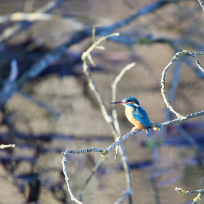 Kingfisher In The Hotel Neighbourhood. Wild Poland Big Five Mammals Festival In The Białowieża Forest, March 2025.