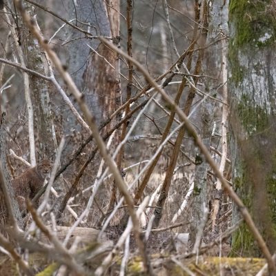 Lynx Seen On Wild Poland Big Five Mammals Festival In The Białowieża Forest, March 2025 - Photo By Adam Buszko