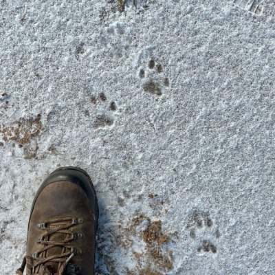 Lynx Footprints Seen On The Wild Poland Big Five Mammals Festival In The Białowieża Forest, March 2025