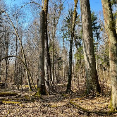 Białowieża Forest Early Spring