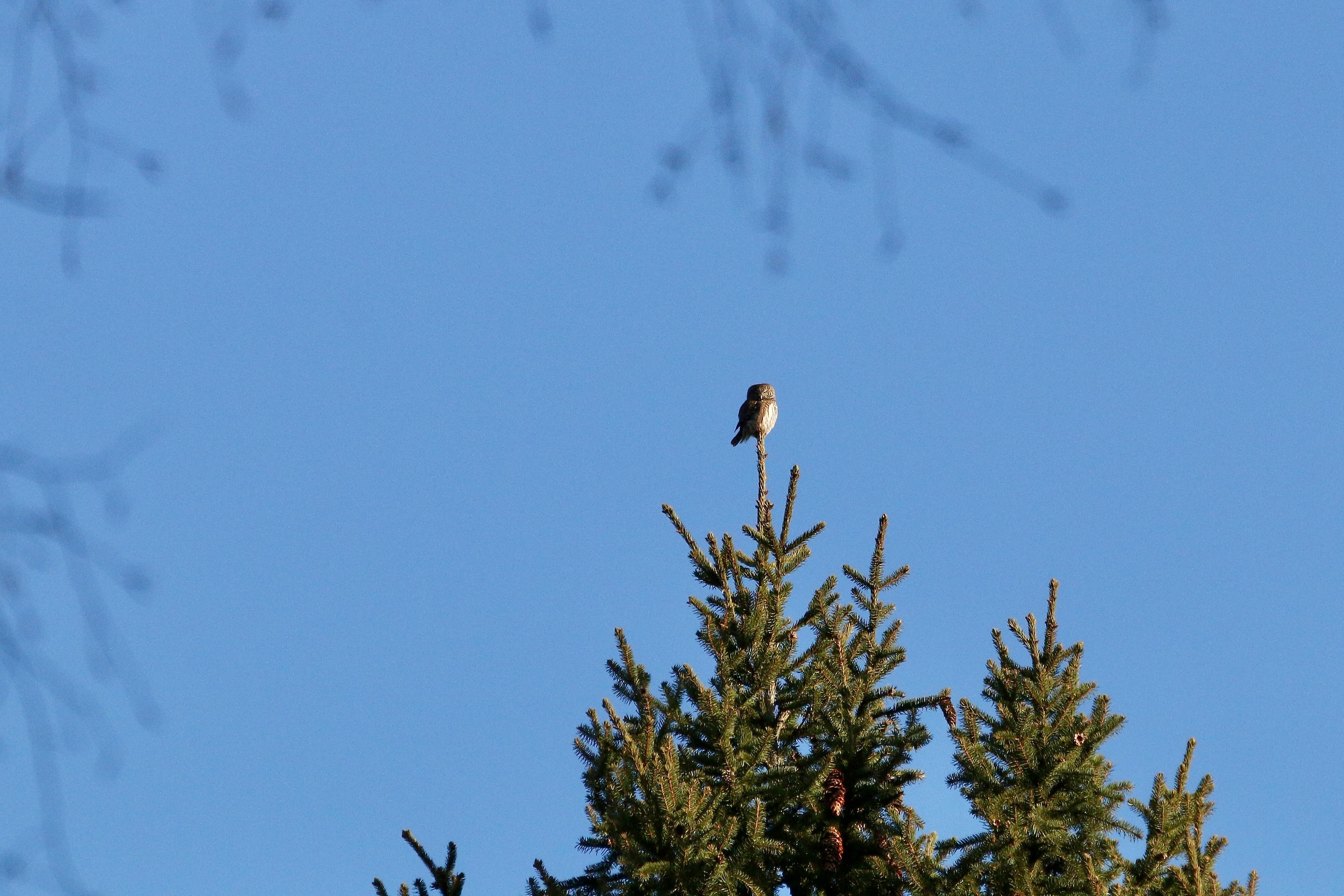 Pygmy Owl seen... while we were waiting for wolves. Wild Poland Big Five Mammals Festival in the Białowieża Forest, March 2025. Pygmy Owl seen... while we were waiting for wolves. Wild Poland Big Five Mammals Festival in the Białowieża Forest, March 2025.