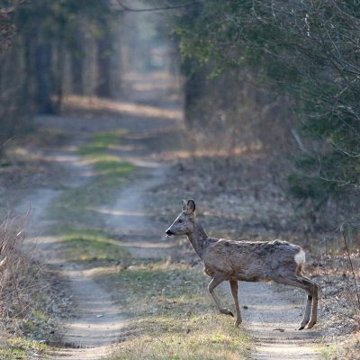 Roe Deer. Wild Poland Big Five Mammals Festival In The Białowieża Forest, March 2025.