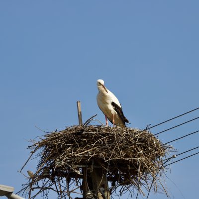 One Of The First White Storks. Wild Poland Big Five Mammals Festival In The Białowieża Forest, March 2025.