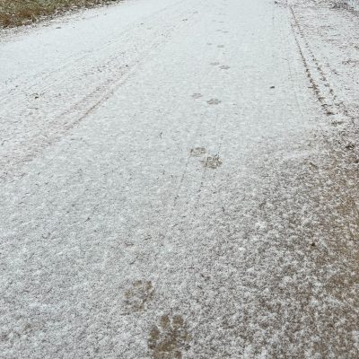 Wolf Tracks In The Fresh Snow. Wild Poland Big Five Mammals Festival In The Białowieża Forest, March 2025.
