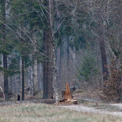 Wolves In The Białowieża Forest, Wild Poland Big Five Mammals Festival, March 2025.
