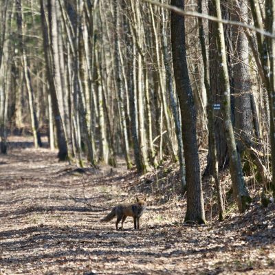 Red Fox. Wild Poland Big Five Mammals Festival In The Białowieża Forest, March 2025.