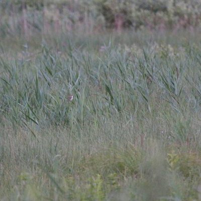 Aquatic Warbler In The Biebrza National Park