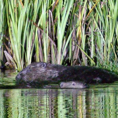 European Beavers In The Biebrza Marshes