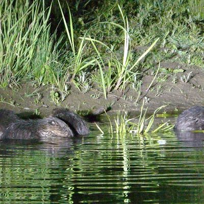 A Family Of 5 Beavers In The Biebrza Marshes