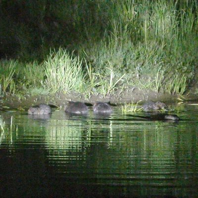 A Family Of 5 Beavers In The Biebrza Marshes