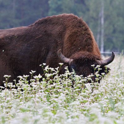 European Bison In The Białowieża Forest In July